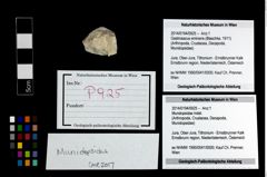 Foto (Objekt + Etikett) von Mundopsidae indet.  (NHMW-GEO-2014-0194-0925)